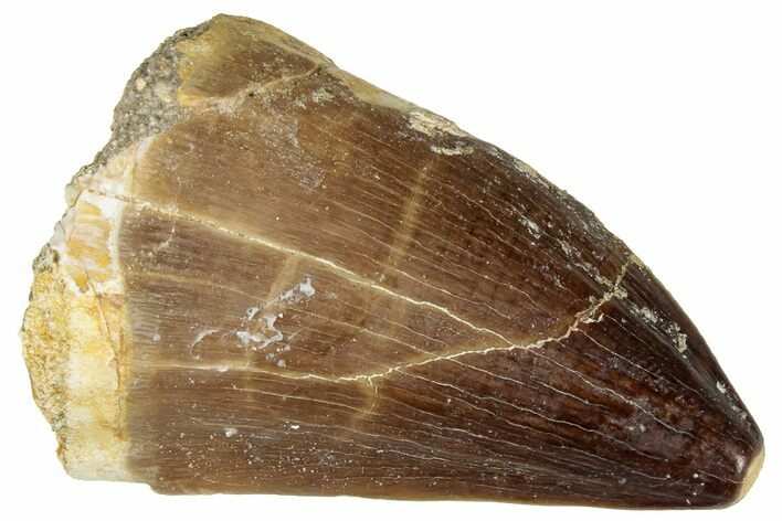 Fossil Mosasaur (Prognathodon) Tooth - Morocco #322697